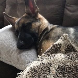 Meet your Posher, Barbara